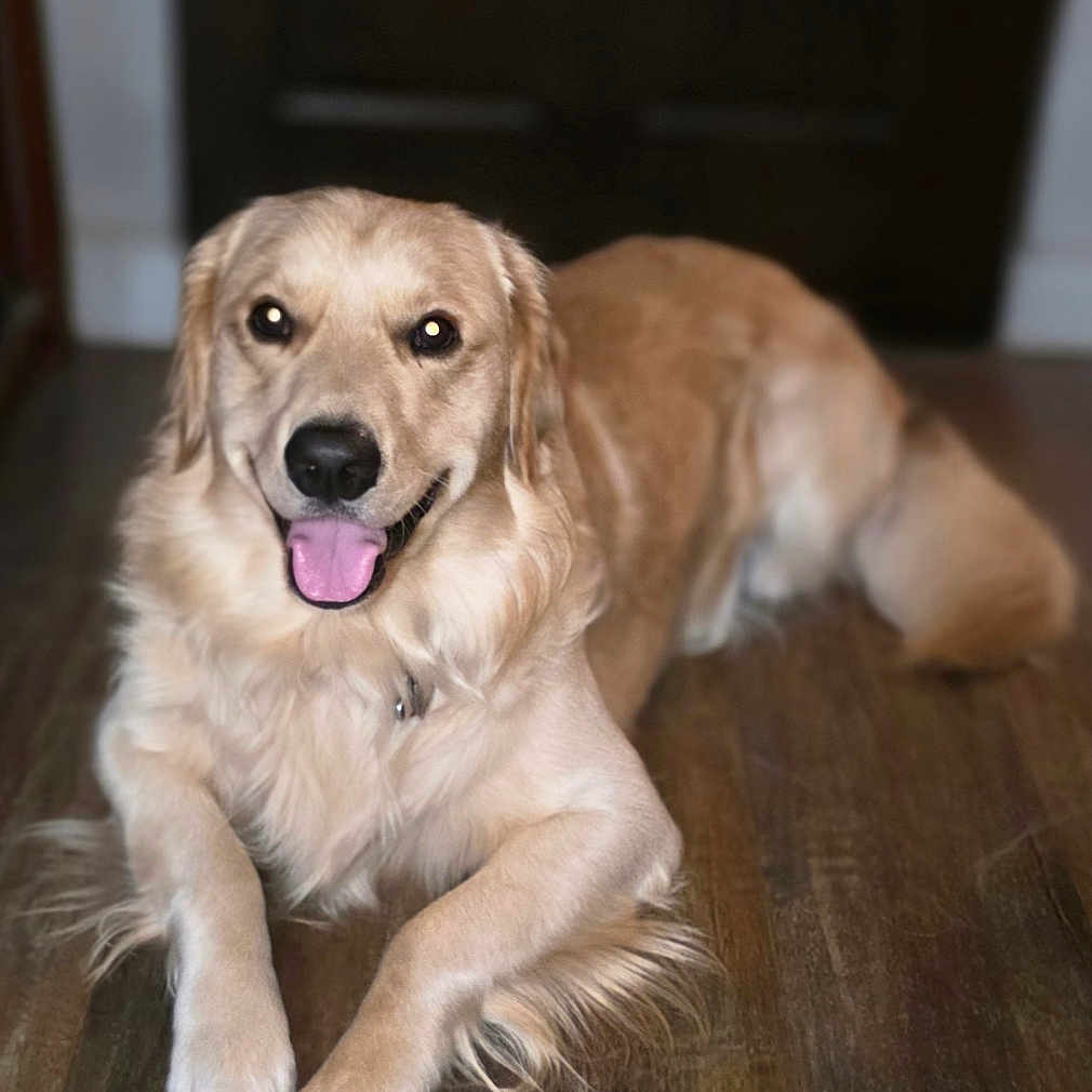 Bailey joined the competition — help win amazing prizes! animal, canine, companion, dog, domestic_animal, ears, floor, fur, golden_retriever, happy, indoor, lying_down, mammal, pet, portrait, rug, smiling, tail, tongue_out, wooden_floor