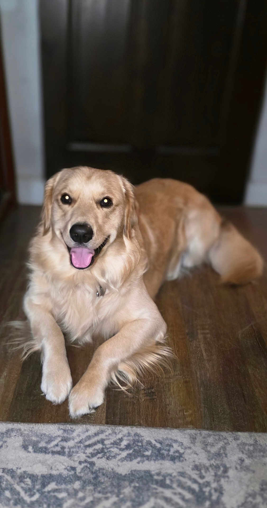 Bailey joined the competition — help win amazing prizes! golden_retriever, dog, canine, pet, animal, indoor, floor, wooden_floor, rug, tongue_out, happy, smiling, lying_down, fur, ears, tail, domestic_animal, companion, portrait, mammal