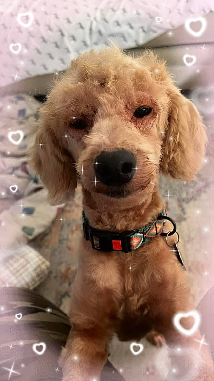 Hazel Roach joined the competition — help win amazing prizes! canidae, carnivore, circle, collar, companion_dog, dog, dog_breed, dog_collar, dog_supply, fawn, fur, glasses, gun_dog, leash, liver, pet_supply, snout, sporting_group, water_dog, working_animal