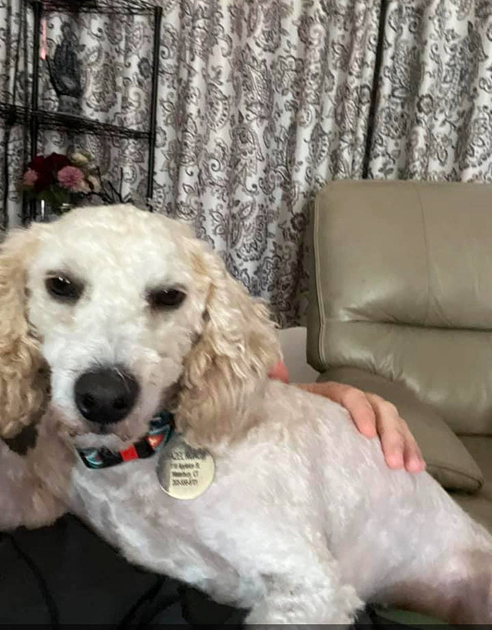 Hazel Roach is registered to the contest to win money with this photo: canidae, carnivore, collar, comfort, companion_dog, couch, curtain, dog, dog_breed, dog_collar, dog_supply, event, fur, pet_supply, smile, snout, sporting_group, water_dog, window_treatment, working_animal