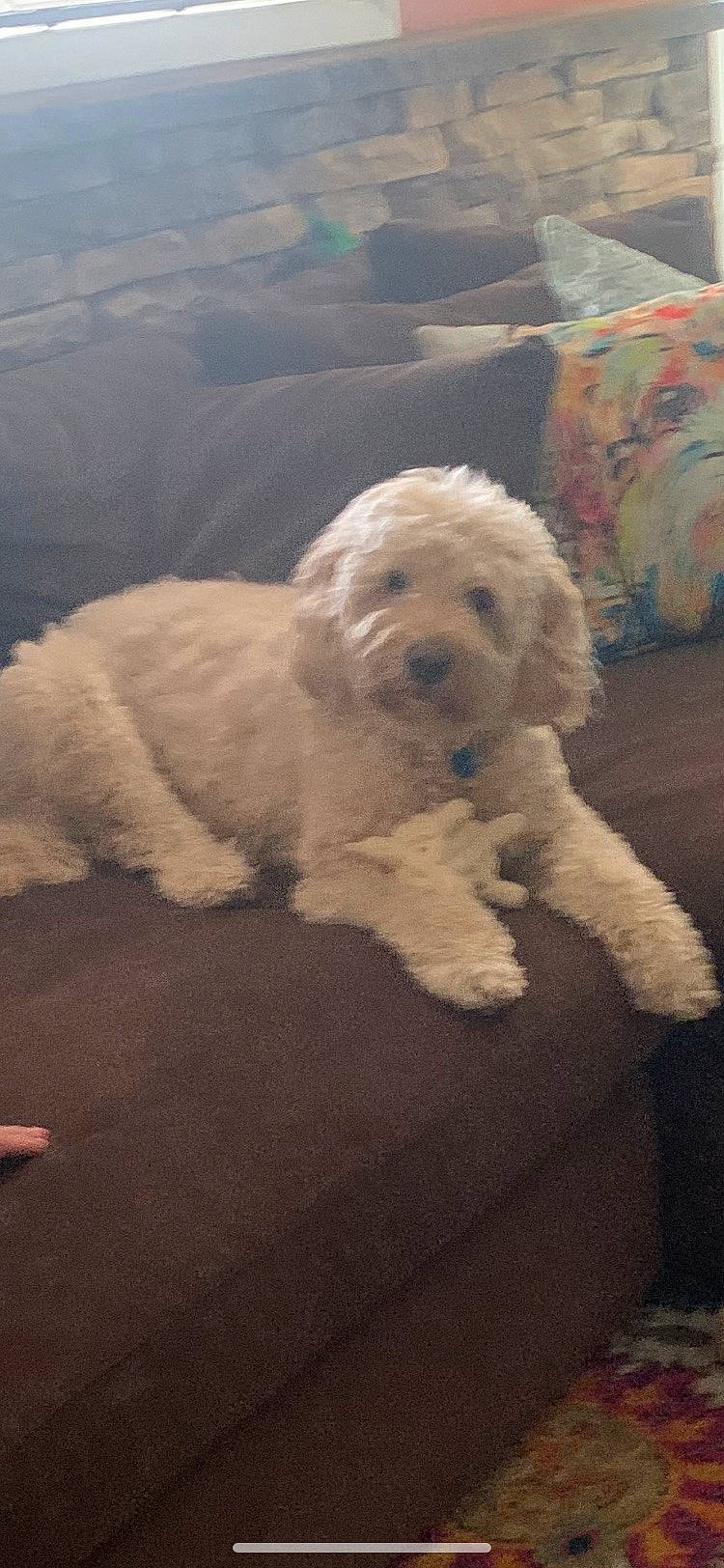 Frezno is registered to the contest to win money with this photo: canidae, carnivore, cloud, companion_dog, dog, dog_breed, fur, labradoodle, maltepoo, meteorological_phenomenon, non_sporting_group, poodle, sky, small_terrier, snout, sporting_group, terrier, toy_dog, water_dog, working_animal