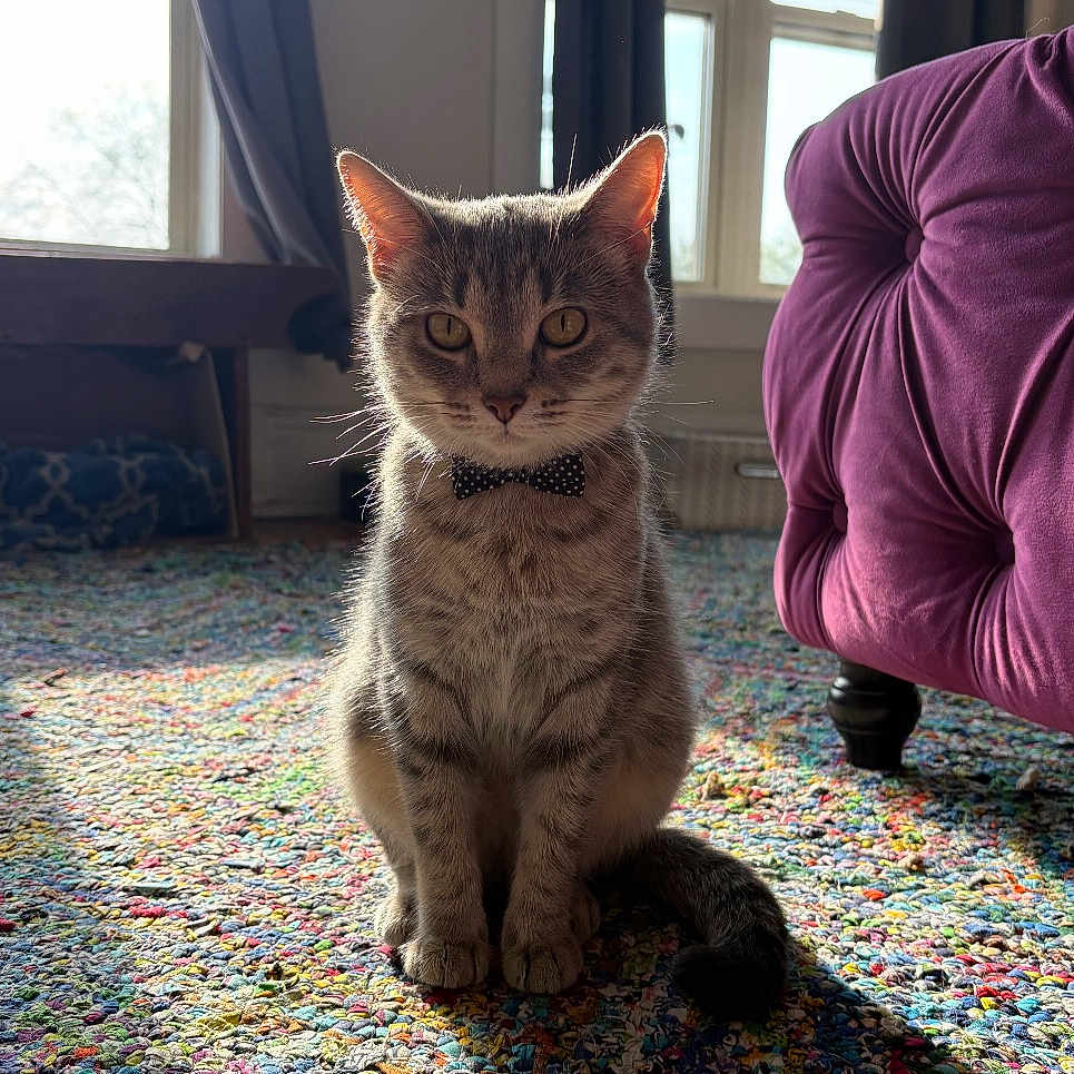 Athena is registered to the contest to win money with this photo: bow_tie, cat, colorful_rug, cozy, curtains, ears, feline, floor, furniture, home, indoor, pet_bed, portrait, purple_chair, sitting, sunlight, tabby, tail, whiskers, window