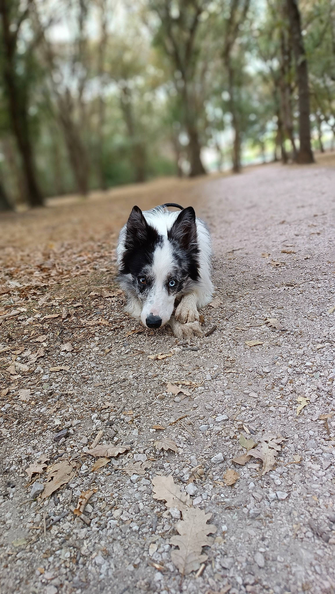 Django participe au concours pour gagner de l'argent avec cette photo : carnivore, companion_dog, dog, dog_breed, forest, fur, grass, herding_dog, soil, sporting_group, tail, terrestrial_animal, tree, wood, working_animal, working_dog