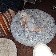 Marshmellow is registered to the contest to win money with this photo: cat, dog, pet_bed, carpet, indoor, furniture, animal, white_cat, orange_cat, resting, curious_dog, flash, cozy, home, floor, sniffing, relaxed, pet, bedroom, domestic