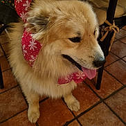 Twister a rejoint le concours — aidez-le/la à gagner de superbes lots ! dog, fluffy, red_bow, snowflake_pattern, tongue_out, indoor, tiled_floor, chair, furniture, pet, cute, animal, canine, smiling, holiday_theme, decorative_bow, domestic, sitting, fur, warm_lighting