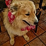 dog, fluffy, red_bow, snowflake_pattern, tongue_out, indoor, tiled_floor, chair, furniture, pet, cute, animal, canine, smiling, holiday_theme, decorative_bow, domestic, sitting, fur, warm_lighting