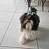 black_fur, bow, brown_fur, chair_legs, curious, cute, dog, domestic_animal, floor_tiles, fluffy_fur, furniture, hair_tie, indoor, pet, playful, shih_tzu, small_dog, tiled_floor, white_fur, wooden_cabinet