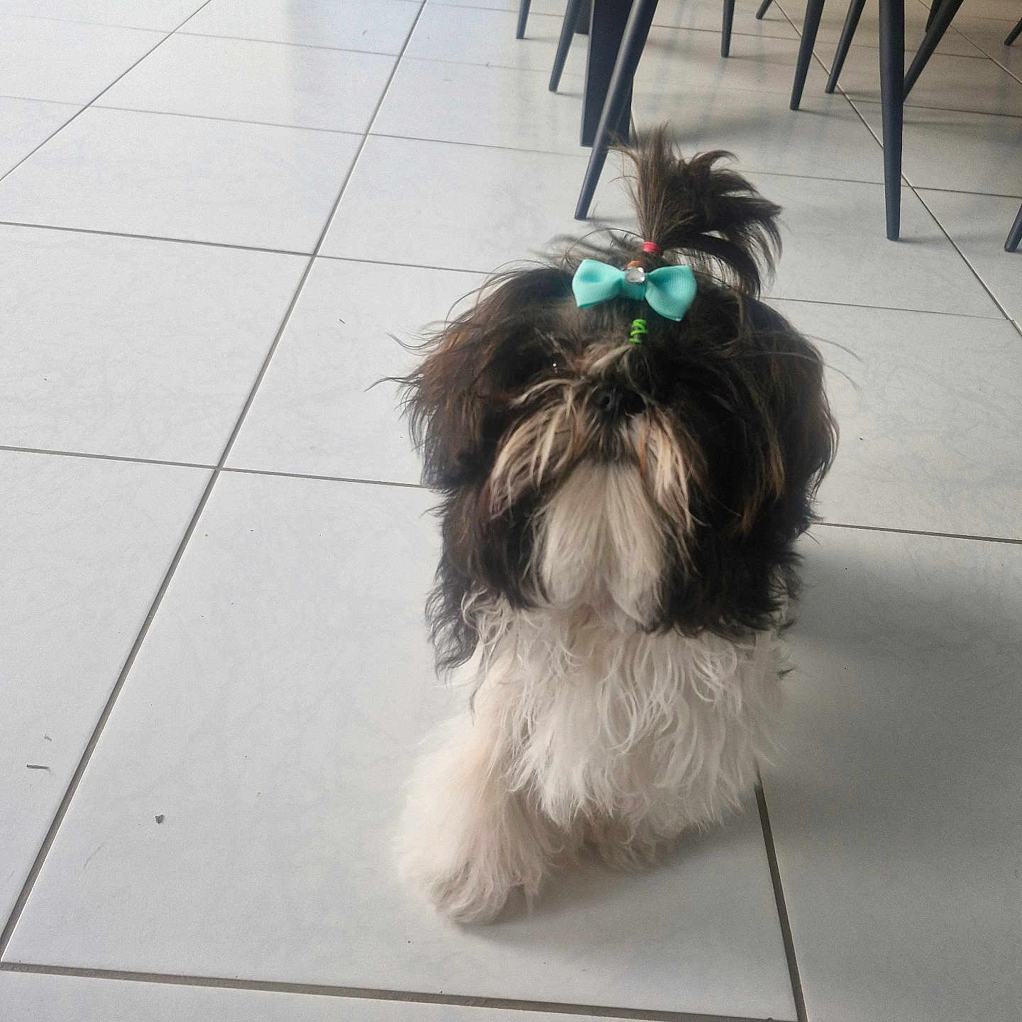Maya participe au concours pour gagner de l'argent avec cette photo : black_fur, bow, brown_fur, chair_legs, curious, cute, dog, domestic_animal, floor_tiles, fluffy_fur, furniture, hair_tie, indoor, pet, playful, shih_tzu, small_dog, tiled_floor, white_fur, wooden_cabinet