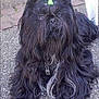 dog, black_dog, long_hair, ponytails, green_hairbands, pet, outdoor, pavement, curious, lying_down, furry, cute, animal, companion, small_dog, domestic_animal, canine, face, fur, adorable
