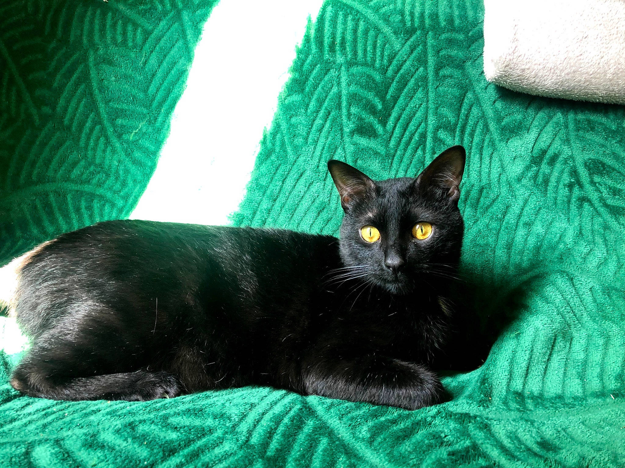 Krokmou a rejoint le concours — aidez-le/la à gagner de superbes lots ! black_cat, bombay, carnivore, cat, cat_supply, comfort, domestic_short_haired_cat, eye, felidae, fur, grass, green, grey, iris, sitting, small_to_medium_sized_cats, snout, tail, terrestrial_animal, whiskers