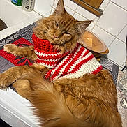 Gustave participe au concours pour gagner de l'argent avec cette photo : cat, ginger_cat, pet, sweater, striped_sweater, red_and_white, cozy, indoor, kitchen, countertop, tiles, long_fur, tail, whiskers, ears, sleepy, laid_back, hand_soap, paper_towel, glass