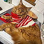 cat, ginger_cat, pet, sweater, striped_sweater, red_and_white, cozy, indoor, kitchen, countertop, tiles, long_fur, tail, whiskers, ears, sleepy, laid_back, hand_soap, paper_towel, glass