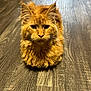 animal, cat, close_up, cute, domestic_cat, ears, feline, floof, fur, ginger_cat, indoor, loaf_position, long_hair, looking_at_camera, maine_coon_type, pet, portrait, sitting, whiskers, wood_floor