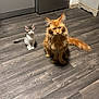 Gustave participe au concours pour gagner de l'argent avec cette photo : cat, kitten, maine_coon, orange_cat, tabby, pet, indoor, hardwood_floor, kitchen, refrigerator, sitting, pair, whiskers, fur, tail, paws, curious, portrait, domestic_animal, home