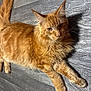 Gustave participe au concours pour gagner de l'argent avec cette photo : cat, orange_tabby, ginger_cat, pet, fur, whiskers, wood_floor, flooring, indoor, lying_down, paws, tail, ears, closeup, portrait, feline, domestic_animal, curious_eyes, long_fur, relaxed