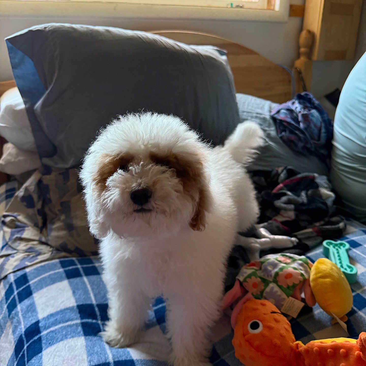 Zeus is registered to the contest to win money with this photo: animal, architecture, bed, blanket, building, canine, couch, cushion, dog, furniture, homedecor, indoors, linen, livingroom, pet, plush, puppy, room, terrier, toy