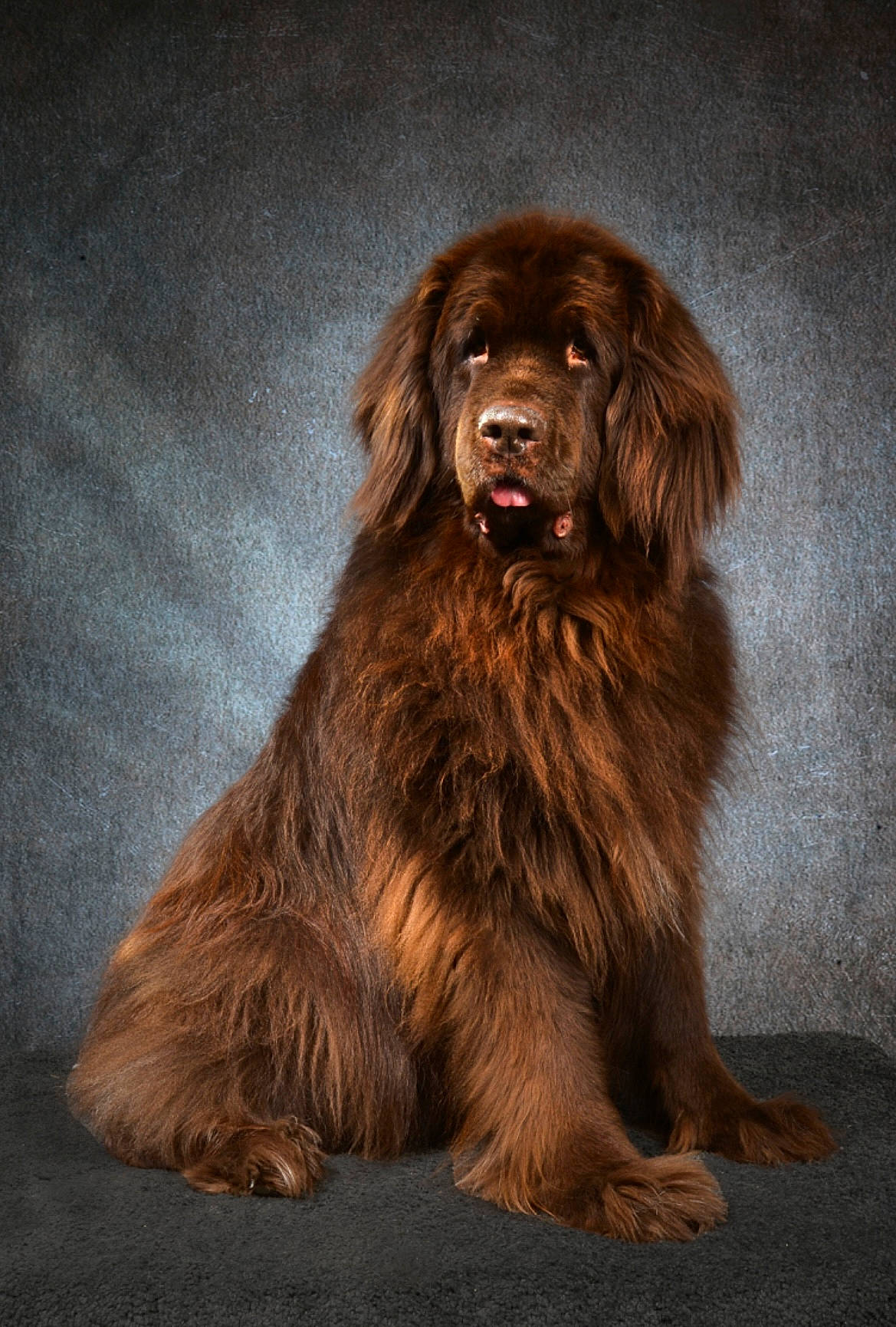 June a rejoint le concours — aidez-le/la à gagner de superbes lots ! brown, canidae, carnivore, companion_dog, dog, dog_breed, fur, gaddi_kutta, gun_dog, liver, snout, sporting_group, terrestrial_animal, working_dog