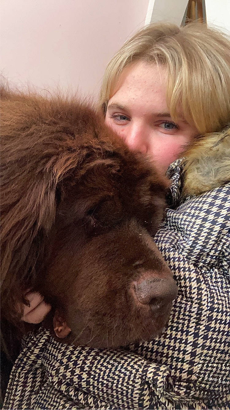 June a rejoint le concours — aidez-le/la à gagner de superbes lots ! blond, brown_hair, canidae, carnivore, companion_dog, dog, dog_breed, ear, facial_hair, fawn, fur, kiss, liver, long_hair, pattern, snout, sporting_group, surfer_hair, terrestrial_animal, working_animal