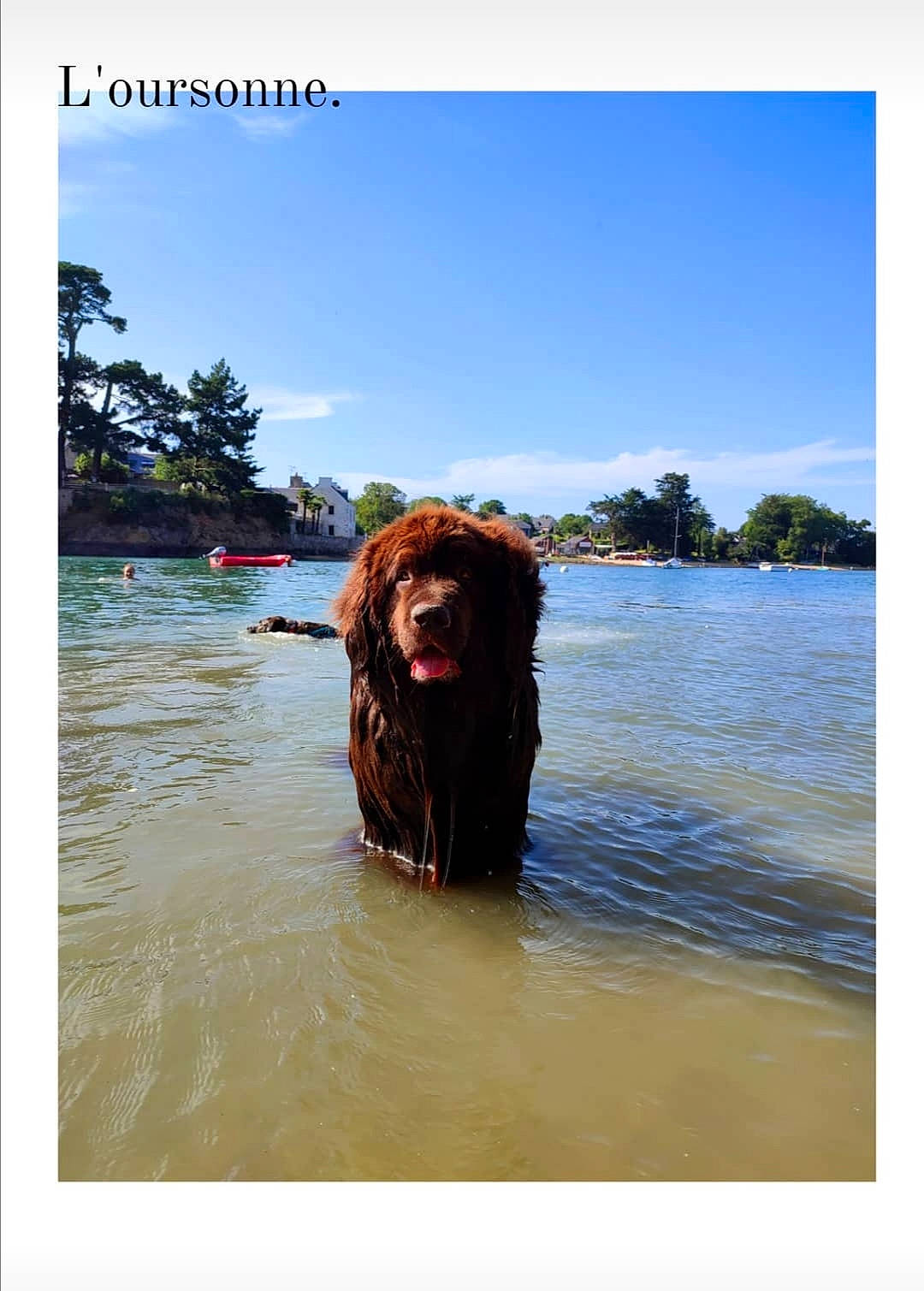 June a rejoint le concours — aidez-le/la à gagner de superbes lots ! canidae, carnivore, companion_dog, dog, dog_breed, gun_dog, happy, lake, landscape, leisure, liver, natural_landscape, plant, sky, sporting_group, travel, tree, water, water_resources, working_animal