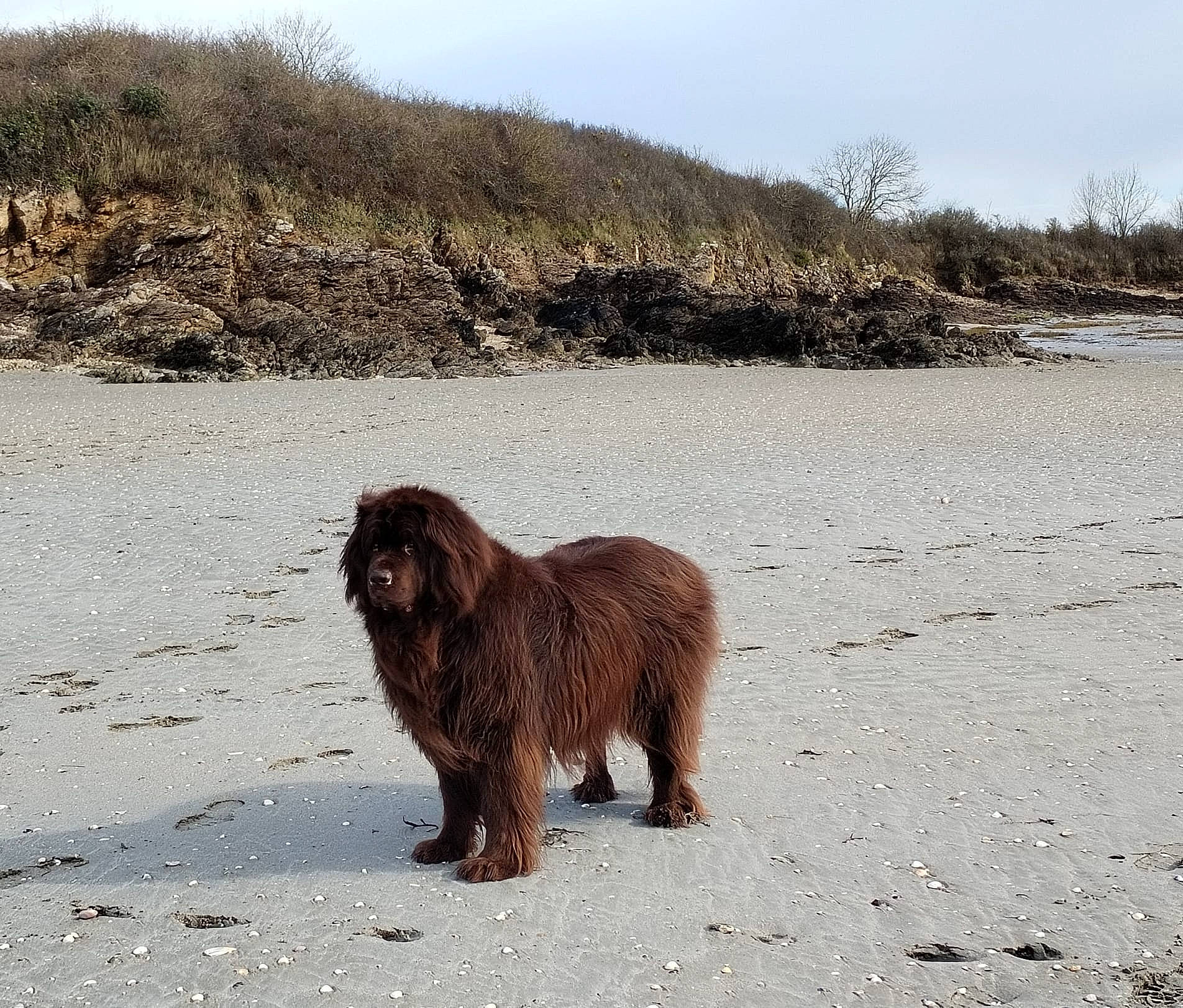June participe au concours pour gagner de l'argent avec cette photo : canidae, carnivore, dog_breed, ecoregion, fur, landscape, liver, marine_mammal, natural_landscape, sky, soil, sporting_group, terrestrial_animal, tree, wildlife, working_animal