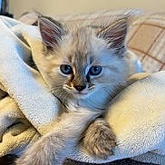 Fester participe au concours pour gagner de l'argent avec cette photo : animal, blue_eyes, cat, closeup, comfort, cozy, cute, ears, feline, fluffy, fur, indoor, kitten, pet, relaxing, resting, soft_blanket, warmth, whiskers, young