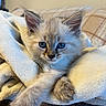 animal, blue_eyes, cat, closeup, comfort, cozy, cute, ears, feline, fluffy, fur, indoor, kitten, pet, relaxing, resting, soft_blanket, warmth, whiskers, young