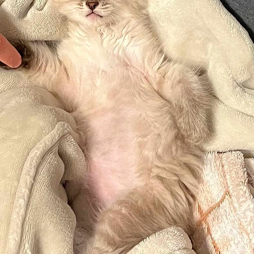 Fester a rejoint le concours — aidez-le/la à gagner de superbes lots ! animal, blanket, blue_eyes, cat, cozy, cute, domestic, feline, fluffy, fur, indoor, kitten, lying_down, paw, pet, relaxed, resting, soft_texture, whiskers, young_animal