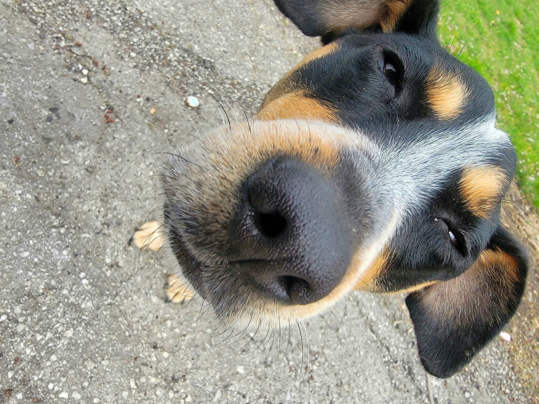 Pepper joined the competition — help win amazing prizes! canidae, carnivore, companion_dog, dog, dog_breed, dog_supply, fawn, hound, liver, paw, pet_supply, plant, road_surface, snout, sporting_group, street_dog, terrestrial_animal, whiskers, wildlife, working_animal