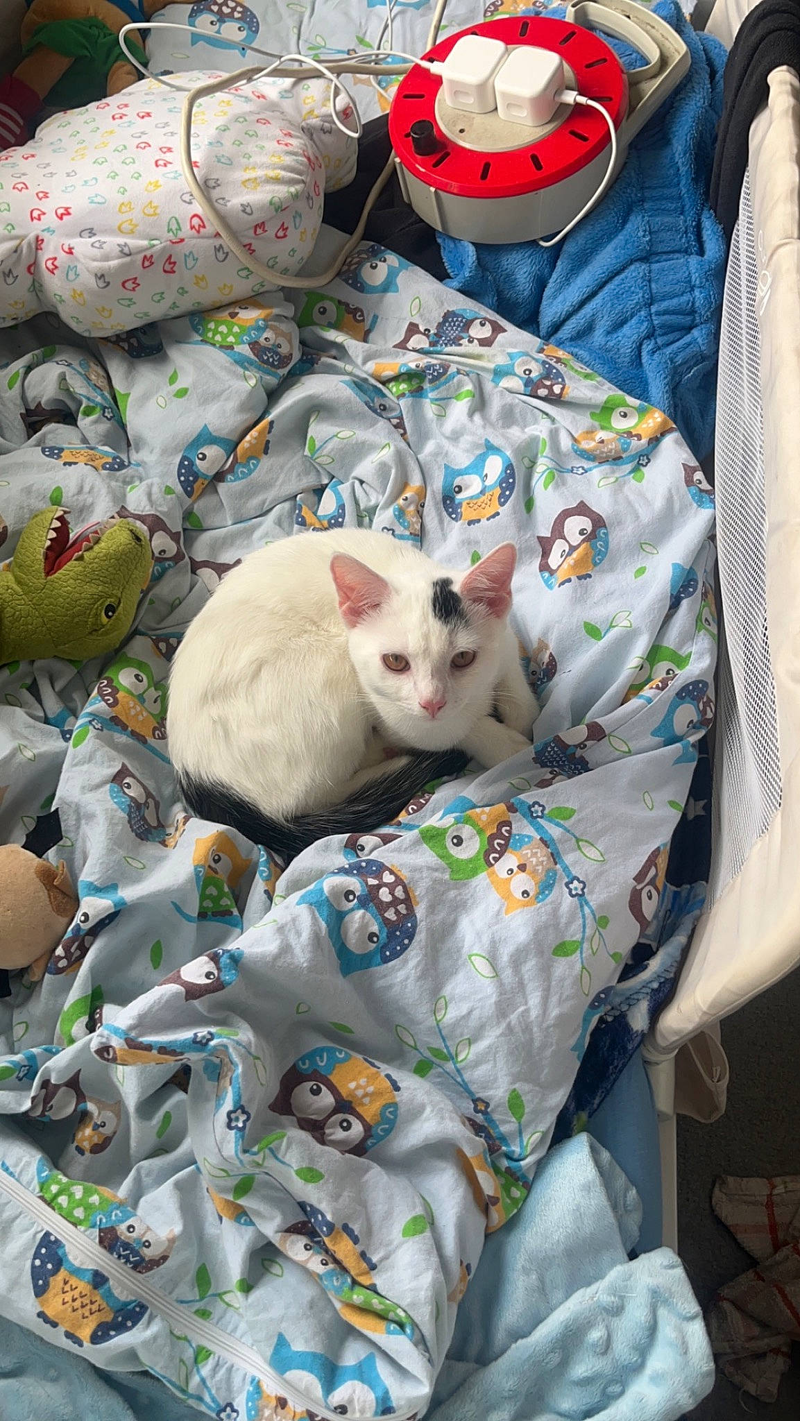 Gizmo joined the competition — help win amazing prizes! bag, carnivore, cat, comfort, domestic_short_haired_cat, felidae, linens, pattern, plastic, plastic_bag, room, small_to_medium_sized_cats, textile, whiskers