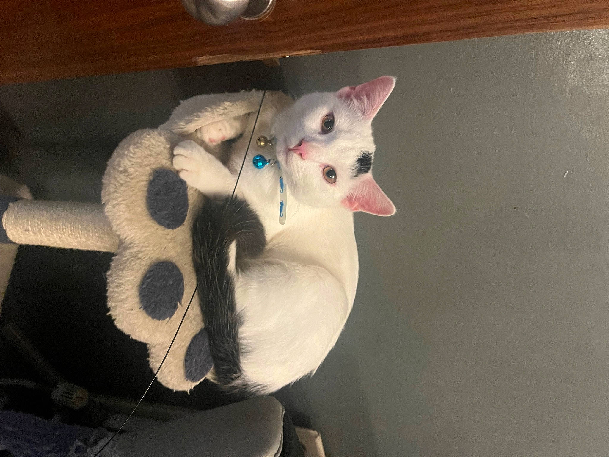 Gizmo is registered to the contest to win money with this photo: carmine, carnivore, cat, comfort, domestic_short_haired_cat, felidae, fur, paw, rim, small_to_medium_sized_cats, stuffed_toy, tail, whiskers, wood