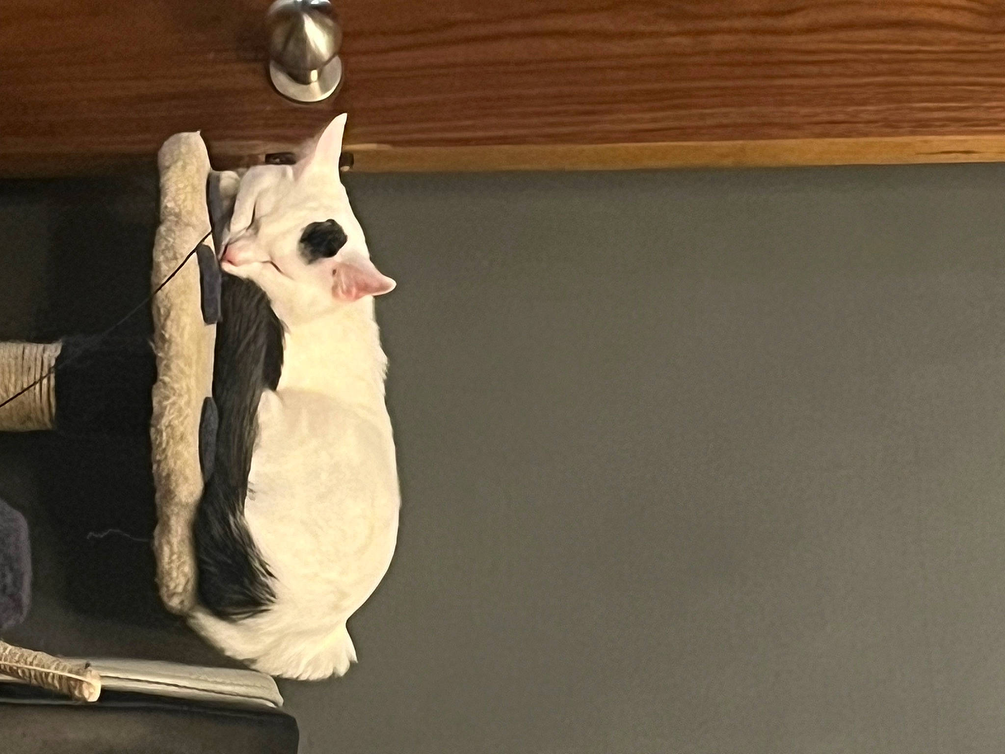 Gizmo joined the competition — help win amazing prizes! animation, art, bone, canidae, carmine, eyewear, fawn, felidae, fur, hardwood, paper, plush, skeleton, small_to_medium_sized_cats, snout, stuffed_toy, tail, toy, whiskers, wood