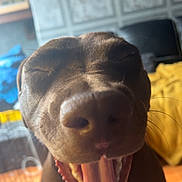Bourbon joined the competition — help win amazing prizes! dog, brown_dog, tongue_out, close_up, indoor, pet, canine, yawning, happy, animal, mouth_open, fur, snout, wall_pattern, blanket, home, floor, cage, tongue, sleepy