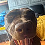 dog, brown_dog, tongue_out, close_up, indoor, pet, canine, yawning, happy, animal, mouth_open, fur, snout, wall_pattern, blanket, home, floor, cage, tongue, sleepy