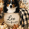 acorns, animal, autumn, berries, black, blanket, box, brown, cozy, decor, dog, ears, fall, fur, leaves, pet, portrait, pumpkin, white, wood
