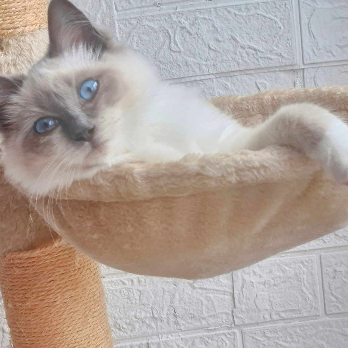 Peri' is registered to the contest to win money with this photo: angora, animal, architecture, brick, building, cat, homedecor, kitten, linen, manx, pet, siamese, wall