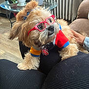 Kira Bonet is registered to the contest to win money with this photo: adorable, casual, colorful_clothing, couch, cozy, cute, dog, furry, glass_table, glasses, home, indoor, lap, person_hand, pet, potted_plants, radiator, relaxed, small_dog, wood_floor