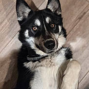 Athos participe au concours pour gagner de l'argent avec cette photo : dog, black_and_white, pet, canine, fur, ears, paw, lying_down, floor, indoor, close_up, animal, cute, portrait, looking_up, collar, whiskers, nose, friendly, domestic