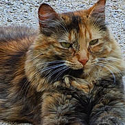 Tissie participe au concours pour gagner de l'argent avec cette photo : animal, cat, closeup, cute, ears, feline, fluffy, fur, gravel, green_eyes, laying_down, mammal, nature, outdoors, pet, portrait, relaxed, resting, tortoiseshell, whiskers