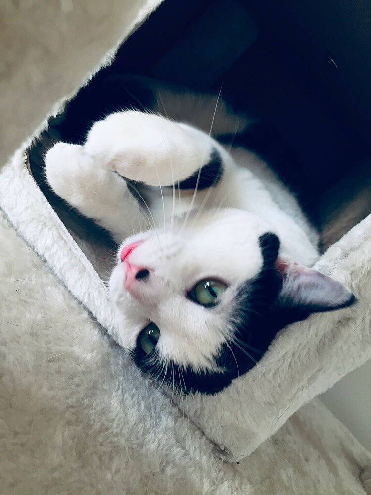 Yuki Diaz joined the competition — help win amazing prizes! carnivore, cat, ear, felidae, fur, khao_manee, kitten, ojos_azules, paw, skin, small_to_medium_sized_cats, snout, tail, turkish_angora, turkish_van, whiskers