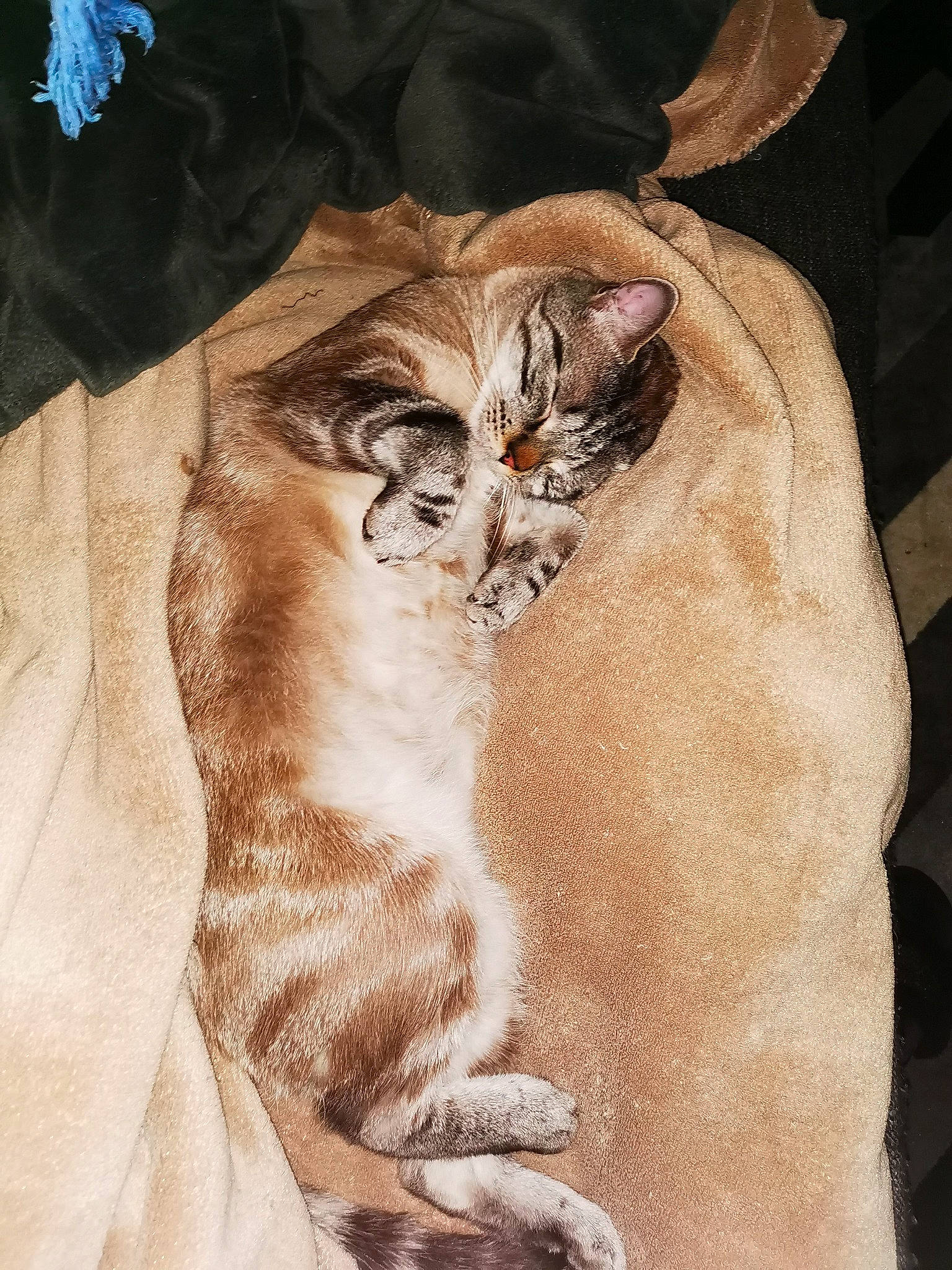 Malow participe au concours pour gagner de l'argent avec cette photo : asian, carnivore, cat, european_shorthair, fawn, felidae, fur, kitten, norwegian_forest_cat, ocicat, small_to_medium_sized_cats, tabby_cat, whiskers