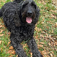 Maven is registered to the contest to win money with this photo: dog, black_dog, curly_fur, tongue_out, happy, pet, grass, leaves, outdoor, animal, canine, laying_down, nature, playful, fur, mammal, friendly, tongue, summer, cute