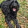 Maven