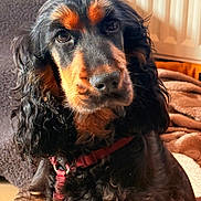 Abby a rejoint le concours — aidez-le/la à gagner de superbes lots ! animal, black_and_tan, canine, close_up, cozy, curly_fur, dog, domestic_animal, eyes, face, fur, harness, home, indoor, looking, nose, pet, portrait, sitting, warm_light