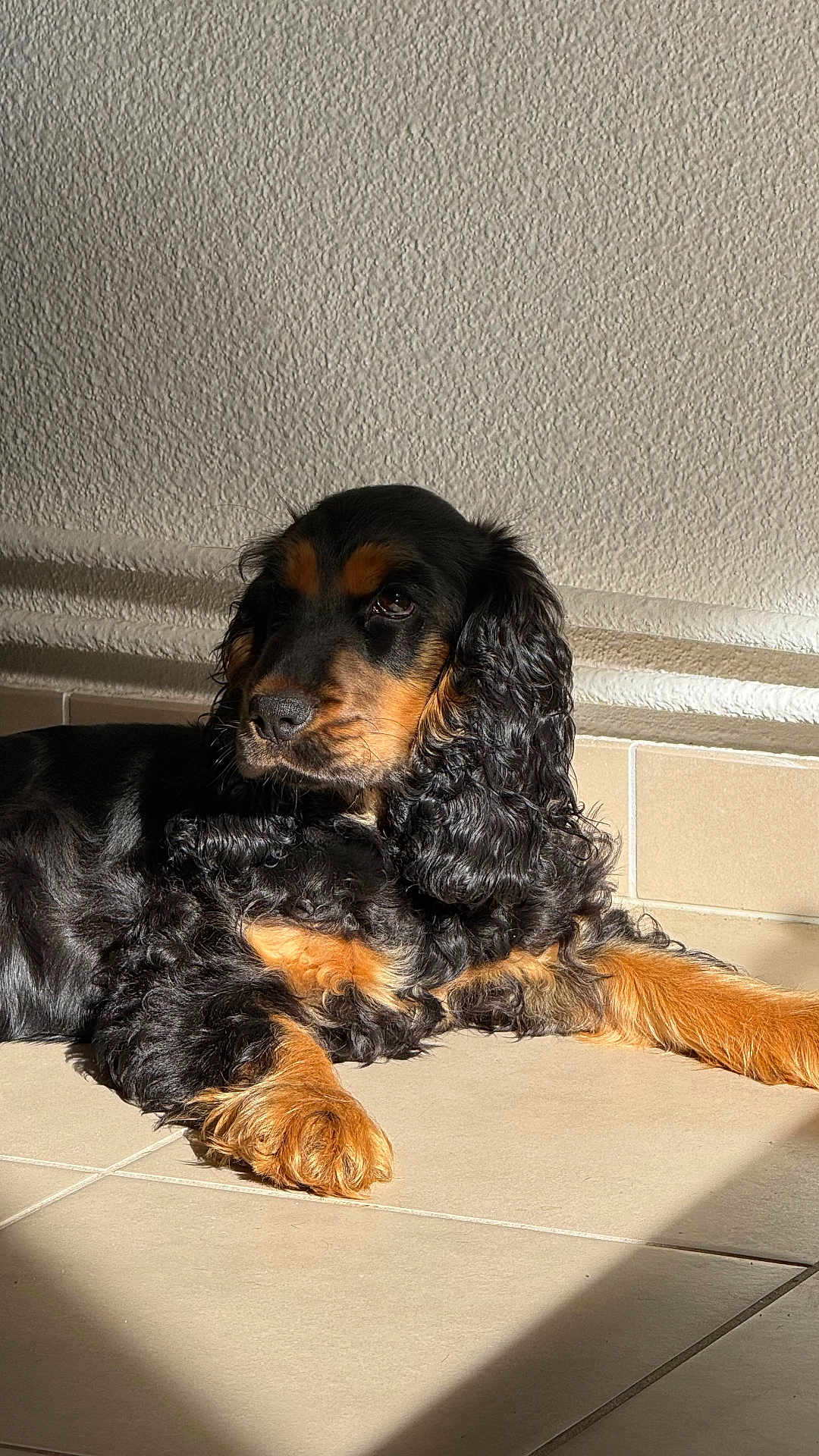 Abby a rejoint le concours — aidez-le/la à gagner de superbes lots ! dog, black_and_tan, curly_fur, lying_down, sunlight, tiles, indoor, pet, canine, resting, fur, animal, companion, relaxed, portrait, long_ears, brown_eyes, shadow, texture, calm