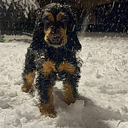 Abby a rejoint le concours — aidez-le/la à gagner de superbes lots ! dog, snow, night, outdoor, snowfall, animal, fur, winter, pet, black, brown, grass, yard, cold, standing, nature, canine, weather, snow_covered, fur_wet
