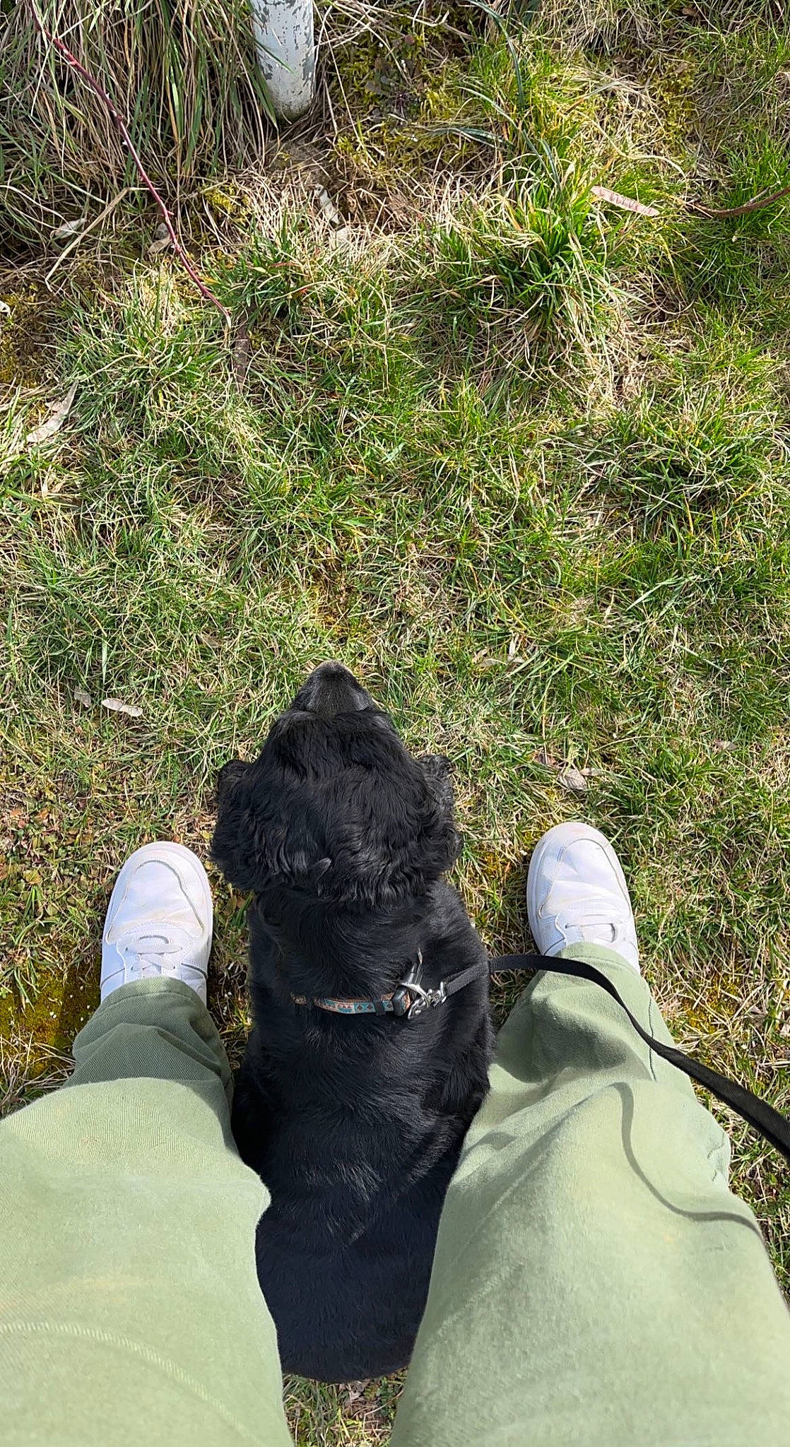Rocket participe au concours pour gagner de l'argent avec cette photo : carnivore, companion_dog, dog, dog_breed, foot, gesture, grass, grass_family, groundcover, human_leg, lawn, people_in_nature, plant, road_surface, shadow, shoe, sporting_group, tail, tints_and_shades, tree