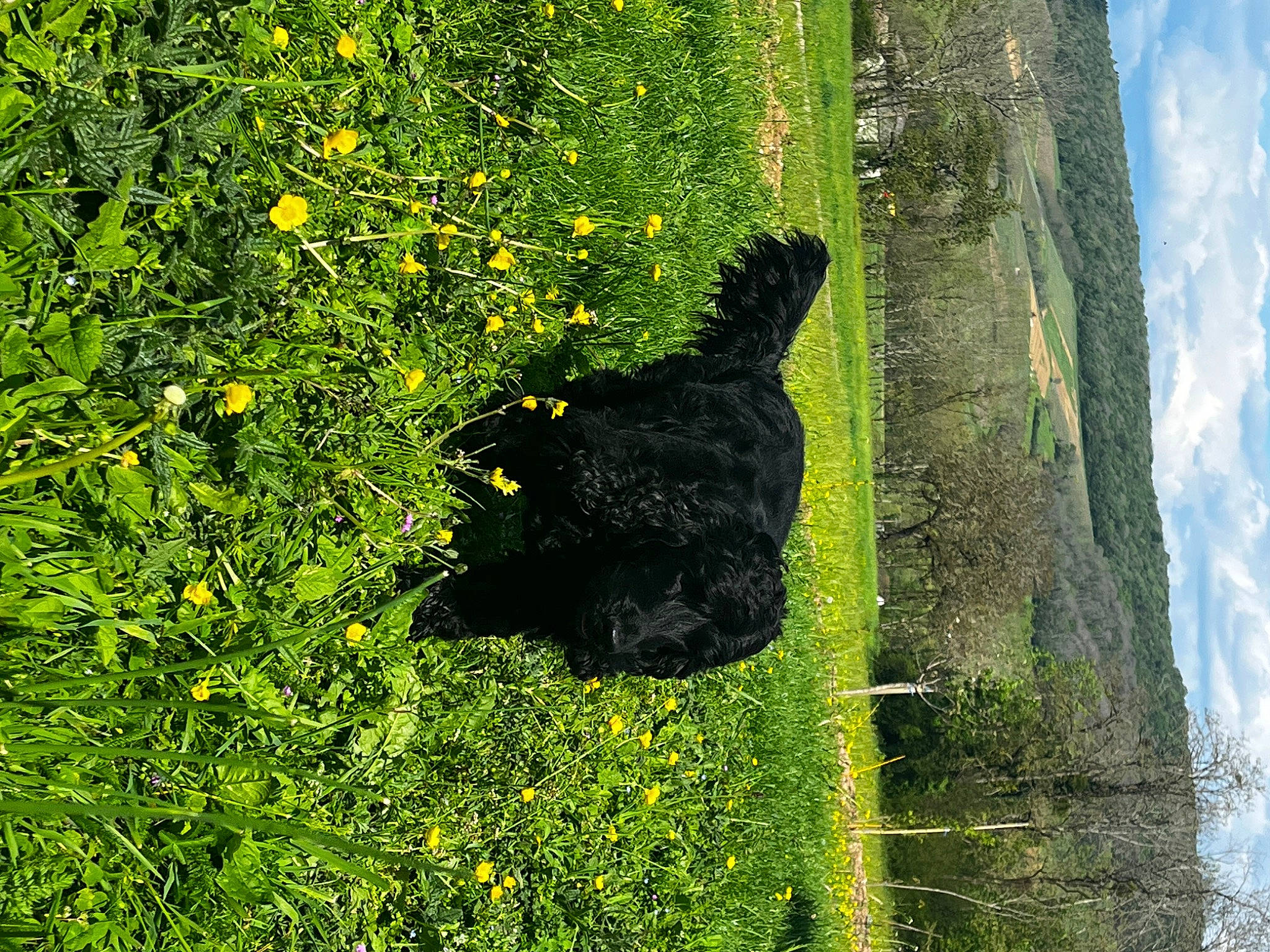 Rocket participe au concours pour gagner de l'argent avec cette photo : biome, cloud, grass, grass_family, grassland, groundcover, landscape, leaf, meadow, natural_landscape, plant, shrub, sky, sunlight, tints_and_shades, tree, trunk, wildlife, wood, woody_plant