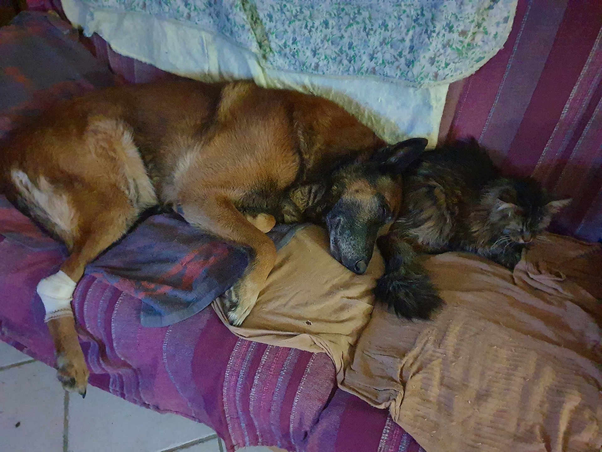 Baloo a rejoint le concours — aidez-le/la à gagner de superbes lots ! animal, blanket, brown_dog, cat, comfort, companions, couch, cozy, dog, fluffy_cat, friendship, furry, home, indoor, nap, pet, relaxation, resting, sleeping, striped_couch
