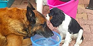 Baloo a rejoint le concours — aidez-le/la à gagner de superbes lots ! animal, black_and_white_dog, brown_dog, canine, cavalier_king_charles_spaniel, closeup, companion, curious, dog, drinking, floor, friendship, german_shepherd, outdoor, pavement, pet, pink_bucket, puppy, sitting, water_bucket