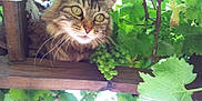 Gribouille a rejoint le concours — aidez-le/la à gagner de superbes lots ! animal, arbour, architecture, building, cat, food, fruit, garden, house, housing, ivy, leaf, nature, outdoors, pet, plant, porch, produce, vine, wood